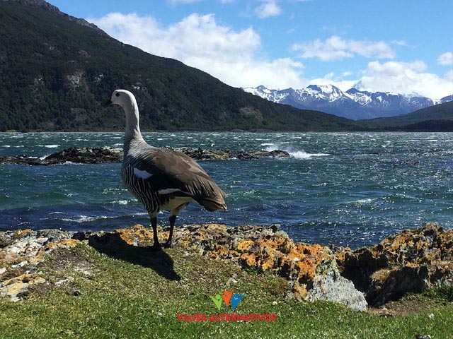 goose-5239290_640