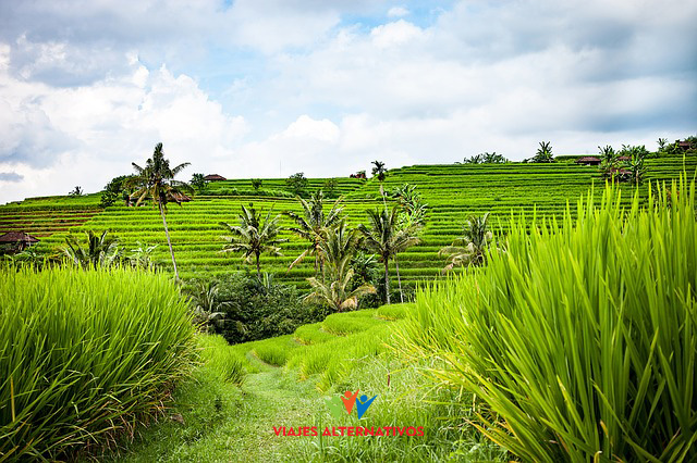 bali-1514132_640