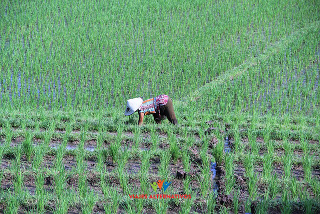 paddy-5235383_640