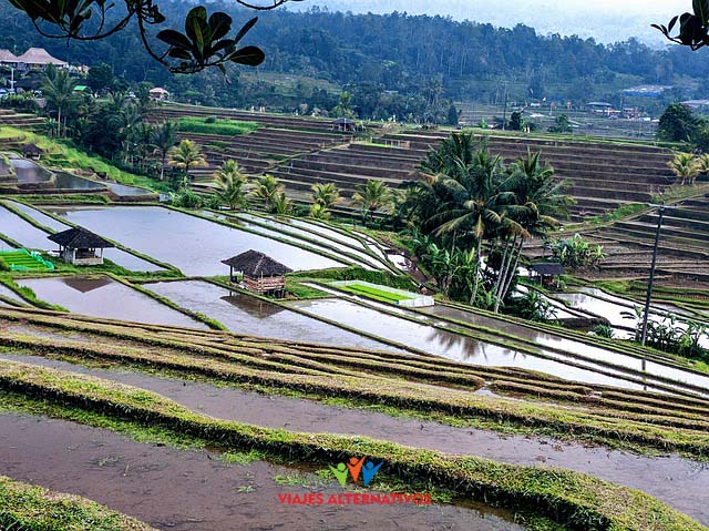 rice-terrace-2633612_640