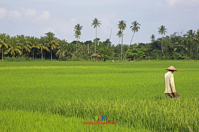 tropical-3134680_640