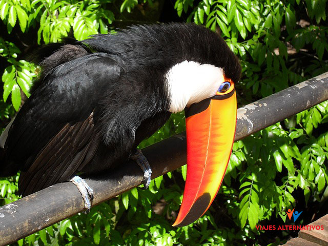 tucano-521493_640