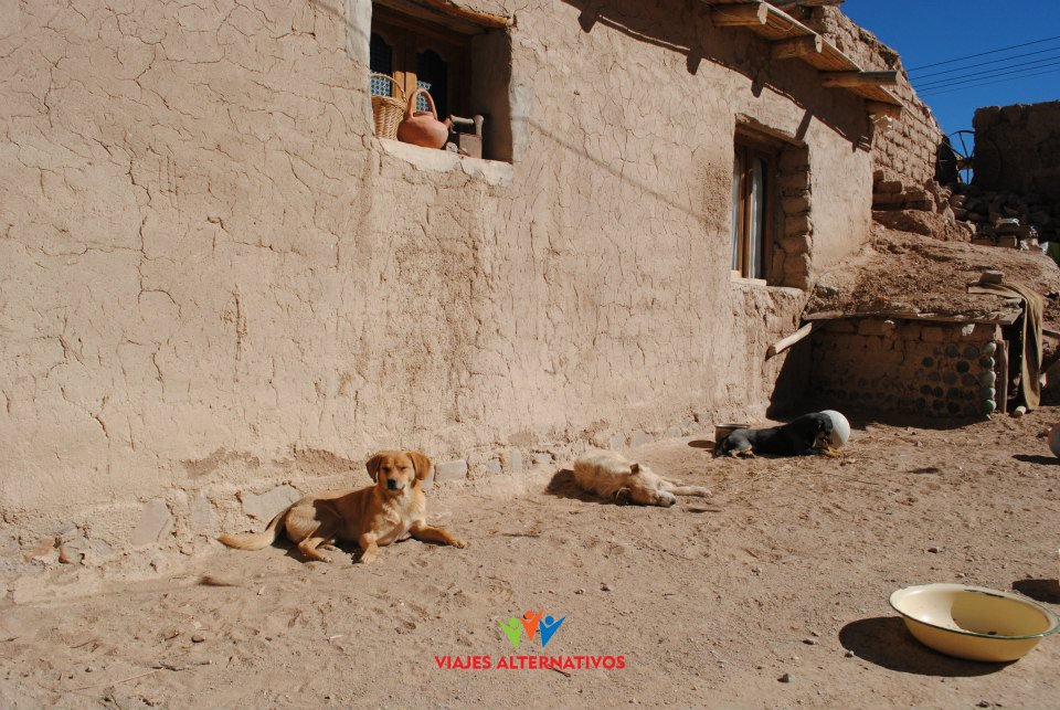 Amigos perrunos