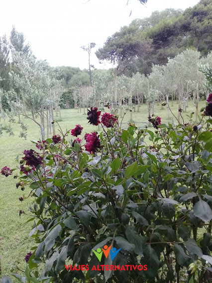 Olivares y flores