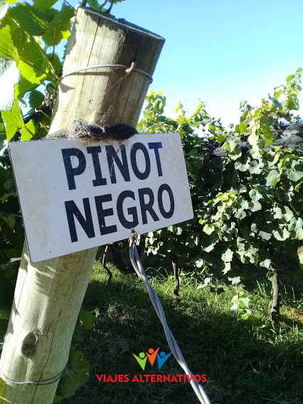 Black pinot