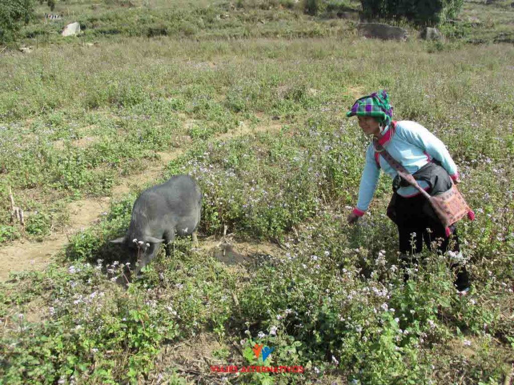 Sapa
