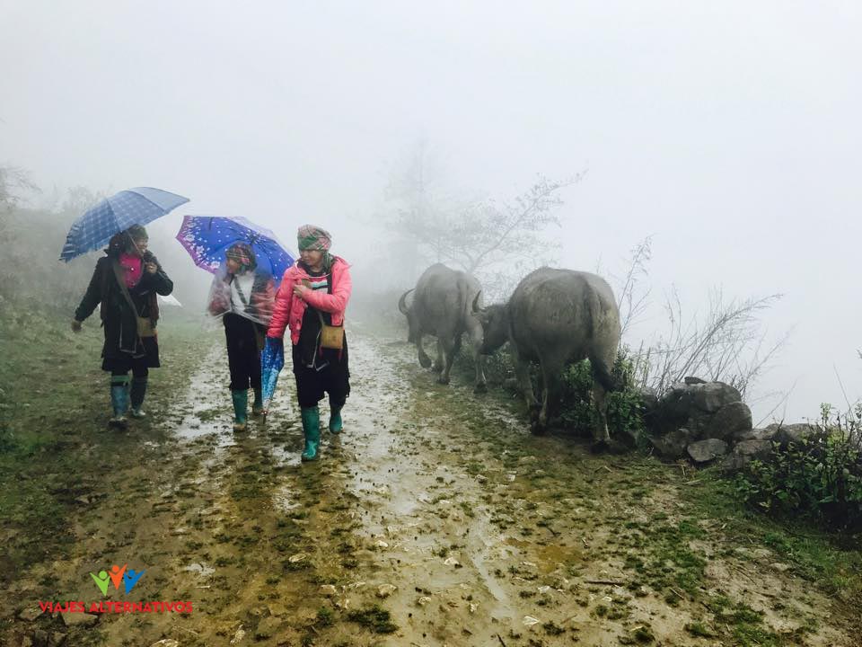 Rain in Sapa