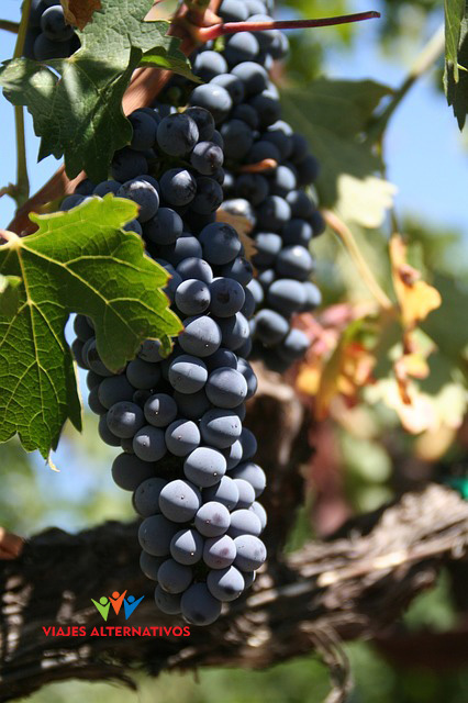 Uvas
