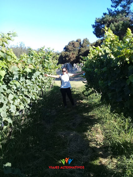 Vineyards of Mar del Plata